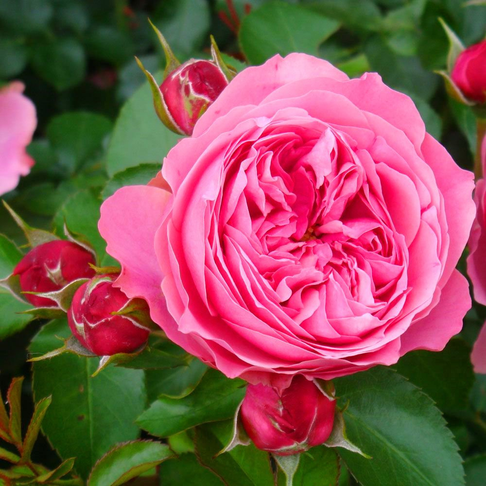 Роза Леонардо да Винчи (флорибунда) насыщенно-розовый