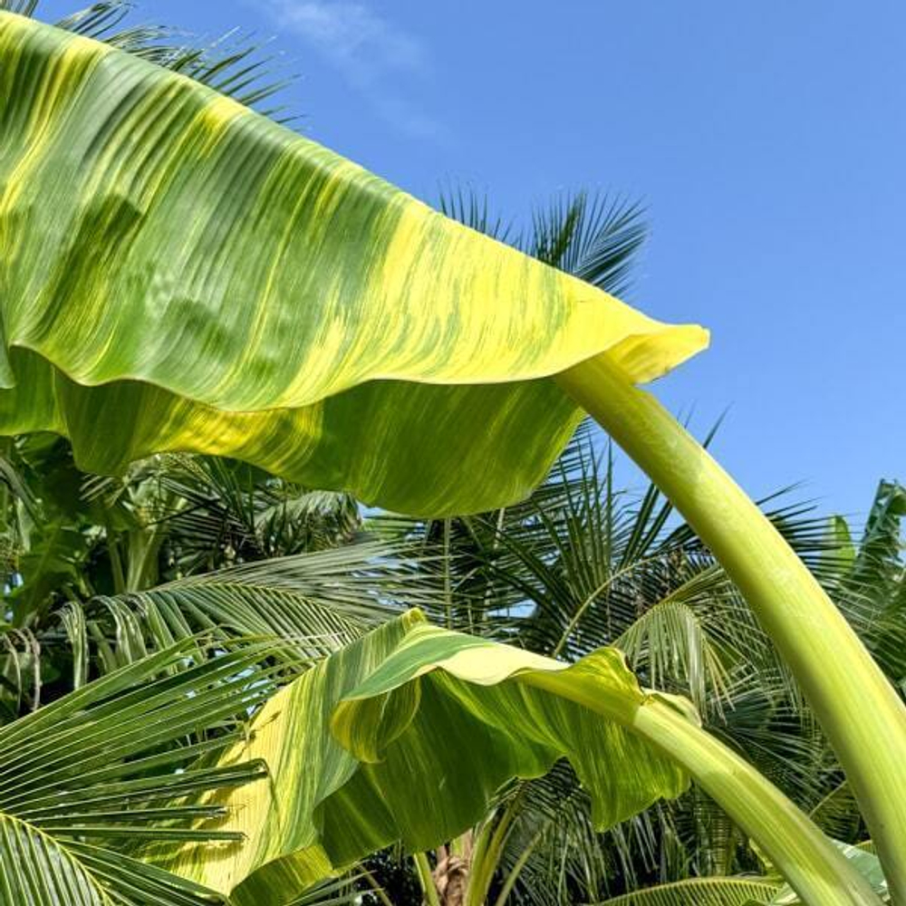 Банан вариегатный NAM WAH ICE CREAM
