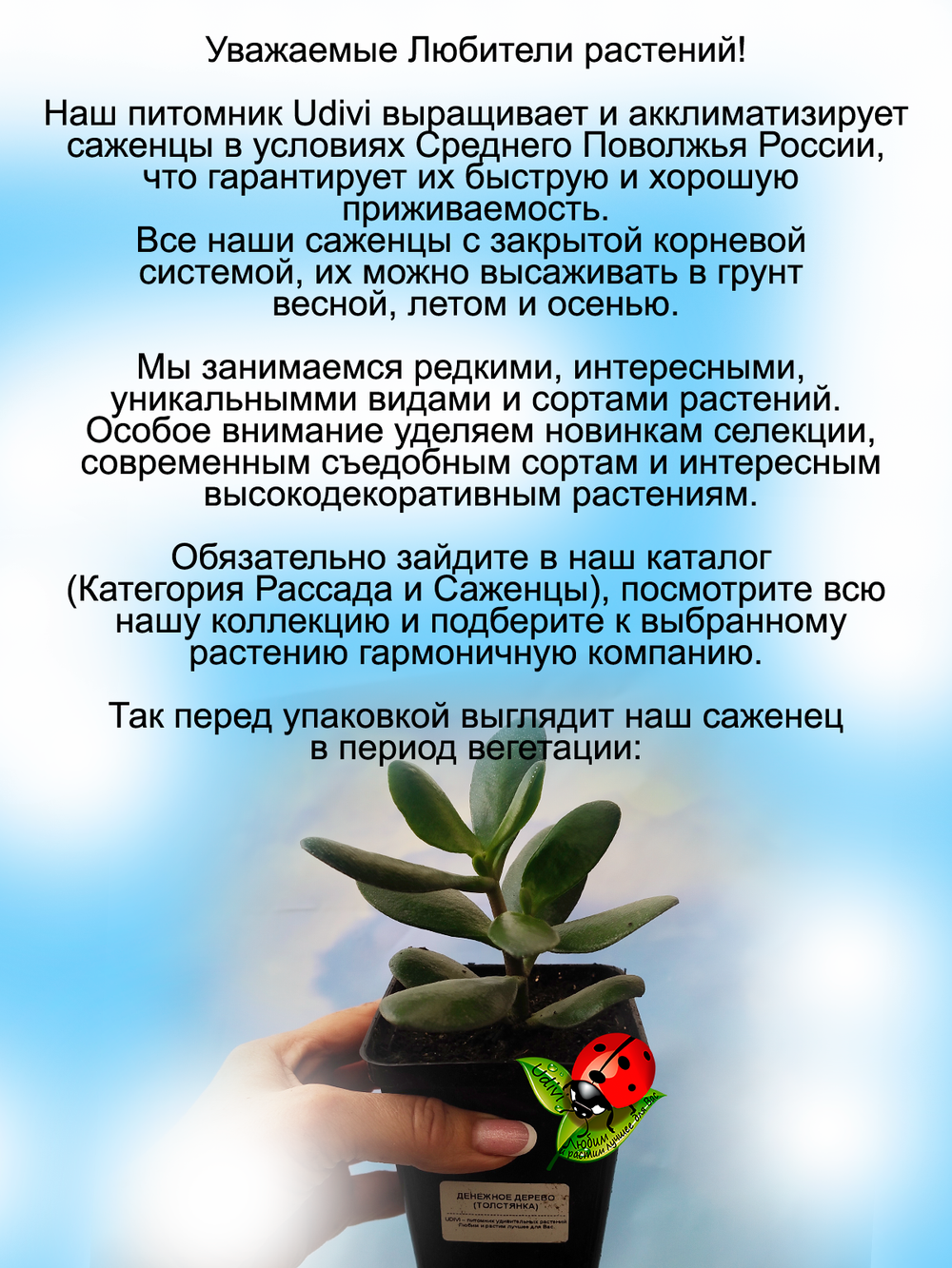 Денежное дерево Толстянка
