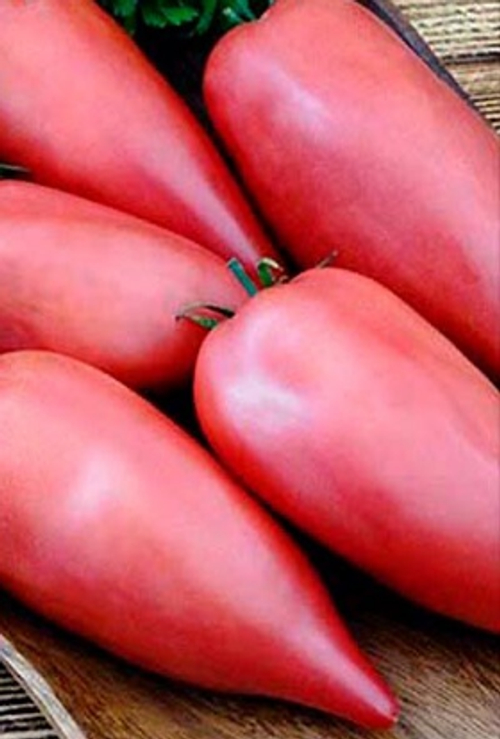 Длинная Высокая Салли (Долговязая Салли) / Long Tall Sally / малиновая