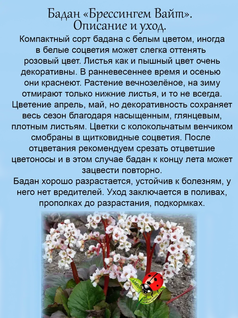 Бадан Брессингем Вайт белый