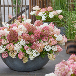 Граундбрейкер Блаш (Groundbreaker Blush)   Гортензия метельчатая,  Р9