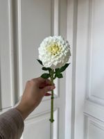 Георгина в белом оттенке