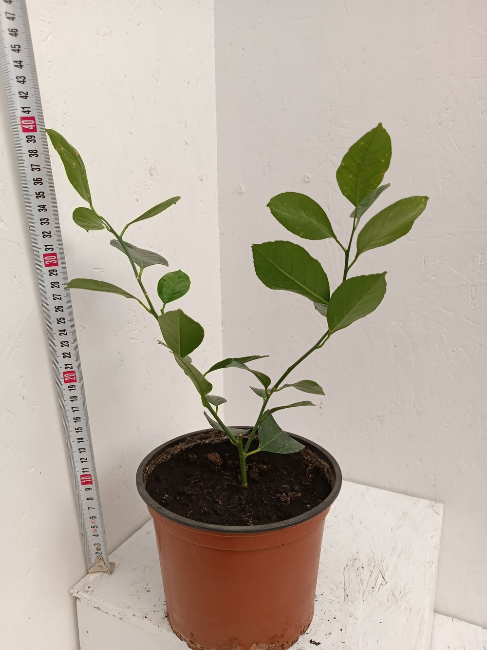 Лимон Ташкентский