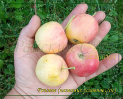 Яблоня Розовое ( название условное)