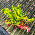 Кротон LOOKMAI NV02/2026