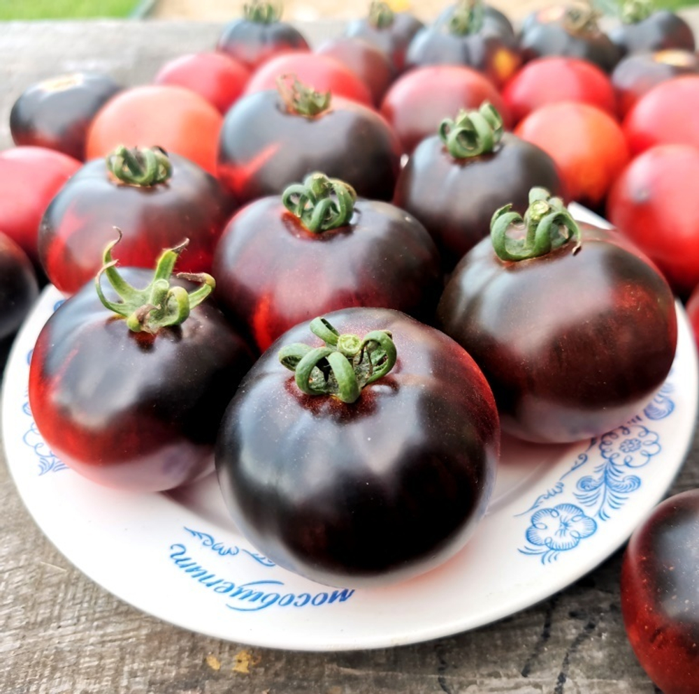 Помидоры Черная Бабочка - Black Butterfly Tomato
