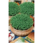 Семена Кресс-салат Престиж (УД) 0,8гр Е/П