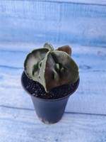 Astrophytum Myriostigma monstrosa (Астрофитум)