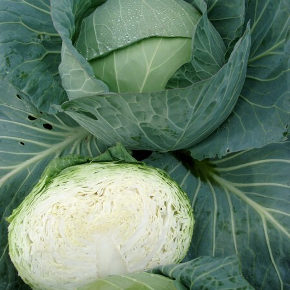 ТАКОМА F1 семена капусты белокочанной (Rijk Zwaan | Alexagro) – фото 3