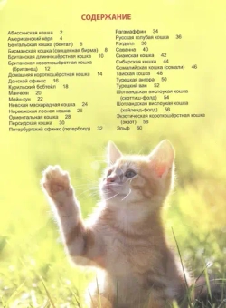 ЭНЦИКЛОПЕДИЯ ДЛЯ ДЕТЕЙ новые. КОШКИ