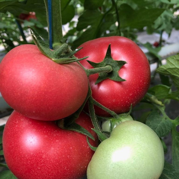 Пинквин F1 семена томата индетерминантного (Rijk Zwaan / Райк Цваан) культура – фото 3