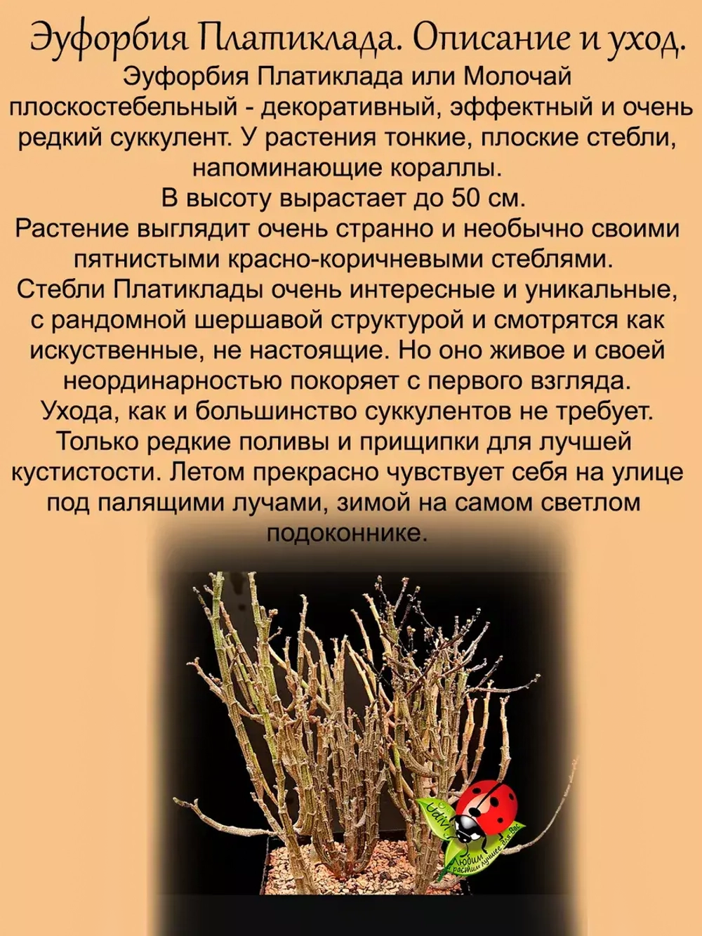 Эуфорбия Платиклада Коралл суккулент