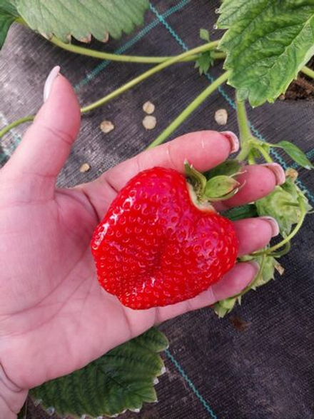 Саженцы клубники ранней (земляника садовая) сорт Альба, комплект (набор) 2 шт.