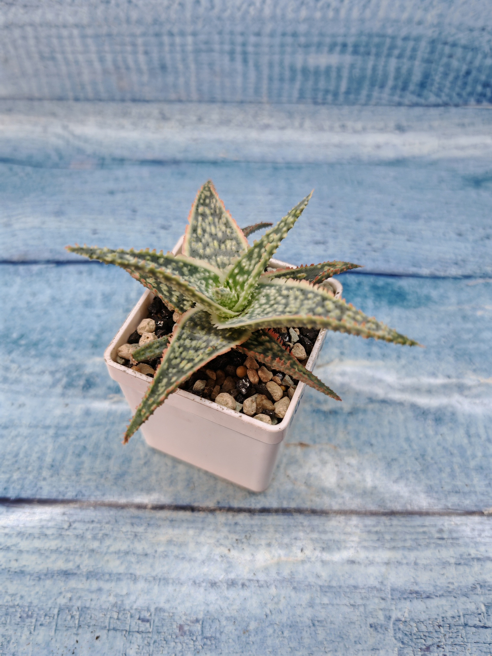 Aloe Carola (Алоэ)
