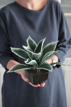 Вайнер лист Хосты ClayCraft by DECO™