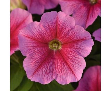 S60206 Петуния кустовая Multiflora MIRAGE CHIC 1000 шт.