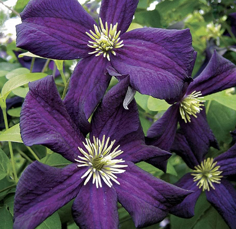 Клематис крупноцветковый Романтика