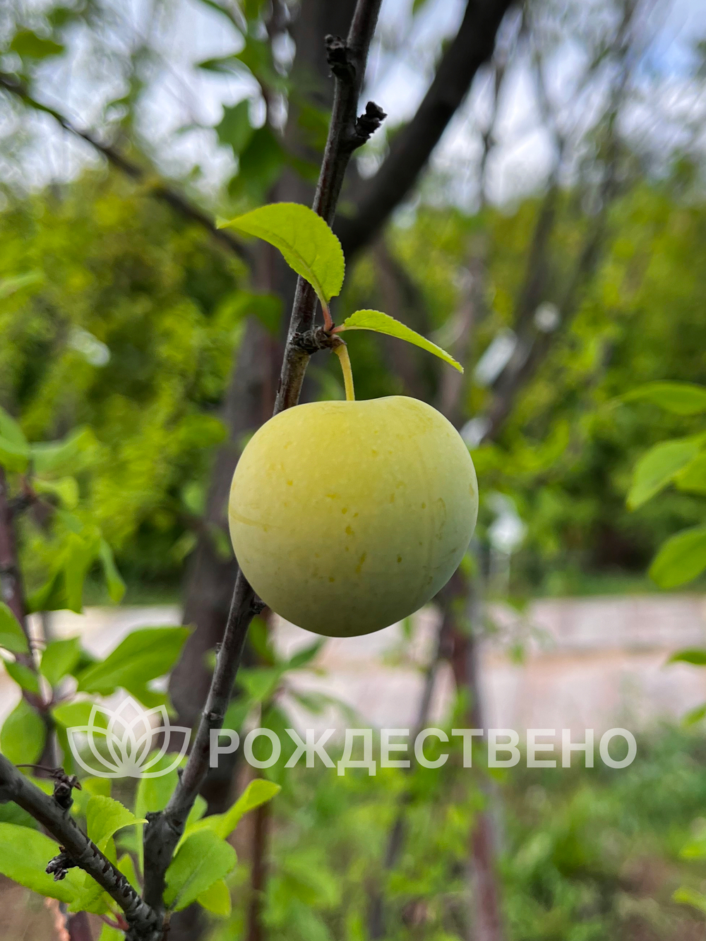 Алыча Мара