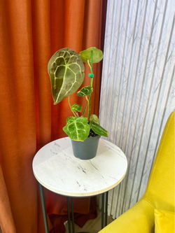 Антуриум Форгетти, D12см Н35см, 1шт, Urban Jungle