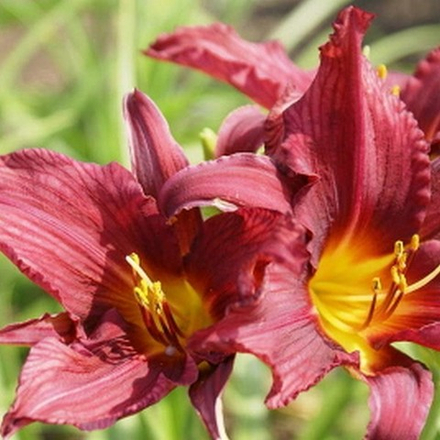 Лилейник гибридный Бурбон Кинг С2