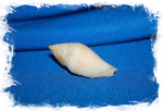 Конус короманделикус (Conus coromandelicus)