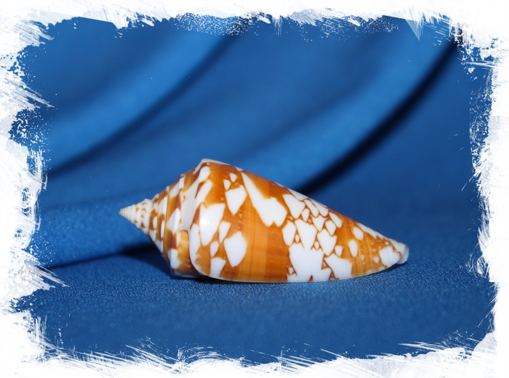 Конус амадис (Conus amadis castaneofasciatus)