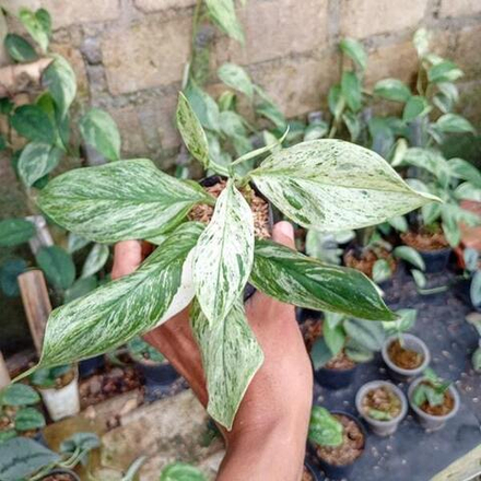 Сциндапсус TREUBII MARBLE