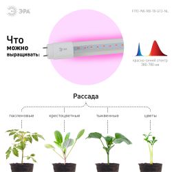 Фитолампа для растений светодиодная ЭРА FITO-9W-RB-Т8-G13-NL и мясных прилавков 9 Вт Т8 G13 красно-синего спектра | Фитолампы T8