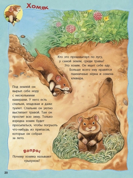 Кто живёт на опушке? Книжка-активити с развивающими заданиями, головоломками, наклейками. Фридерун Райхенштеттер