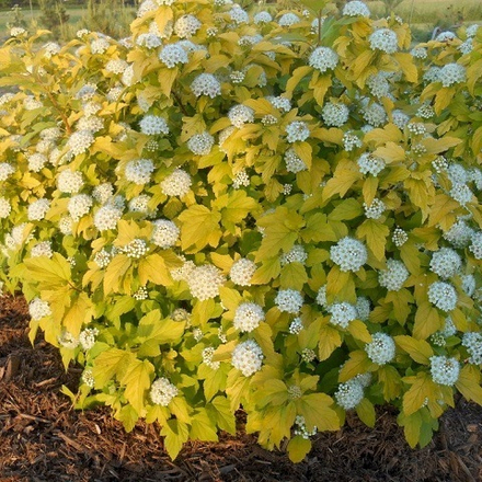 Пузыреплодник Калинолистный Дартс Голд