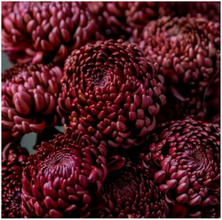 Bigoudi red ☘🌻 о.6 (отгрузка август - сентябрь 2025г)