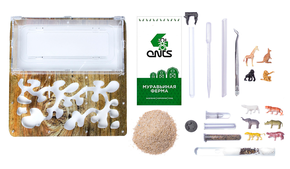 Antrum XL дерево + муравьи Camponotus parius