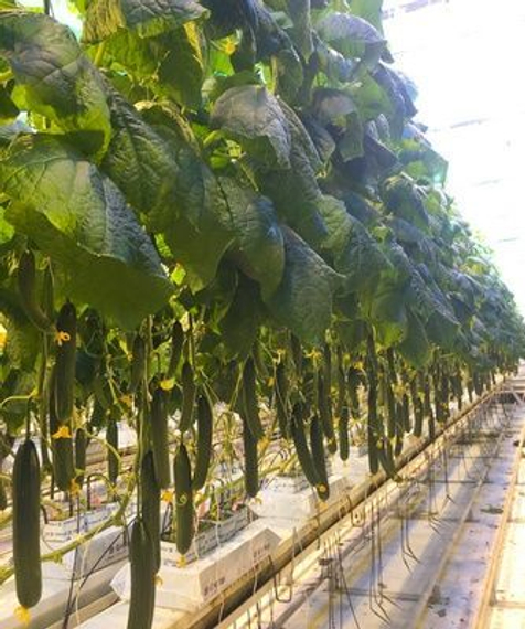 Тироло F1 семена огурца партенокарпического (De Ruiter Seeds / Де Ройтер Сидс) – фото 2