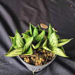 Сансевиерия MINI ROSE