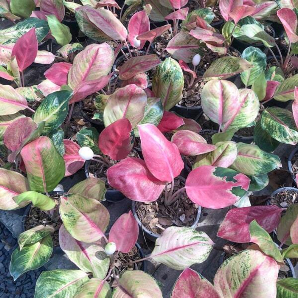 Аглаонема MISS WORLD