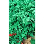 Семена Петрушка Гигантелла - листовая (УД) Е/П