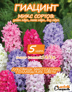 Луковицы цветов Гиацинт микс сорта, 5шт