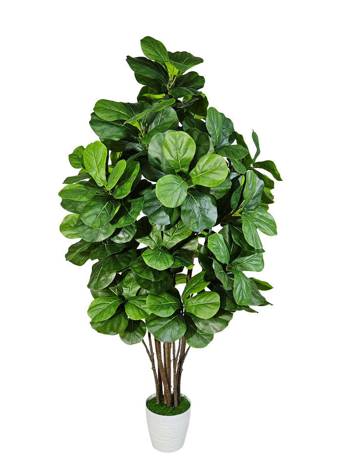 Фикус Лирата Робуста 160см в кашпо