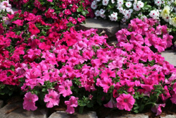 Петуния грандифлора Призм Пинк (1000др) Витагрин Профи