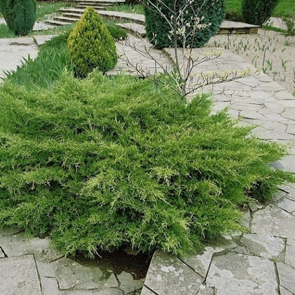 можжевельник средний пфитцериана. можжевельник пфитцериана "пфитцериана ауреа. можжевельник пфитецериана аури. можжевельник пфитцериана ауреа. можжевельник пфитцериана "пфитцериана ауреа.