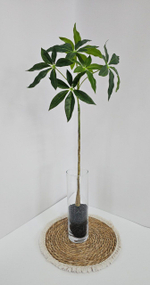 Пахира / Арт 3075