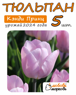 Тюльпан Луковица, Кэнди Принц, 5шт