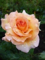 Роза флорибунда Кокард