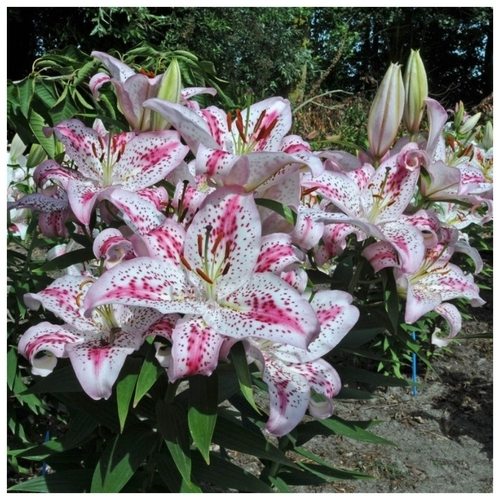 Лилия lovely Day (Восточный орентал )