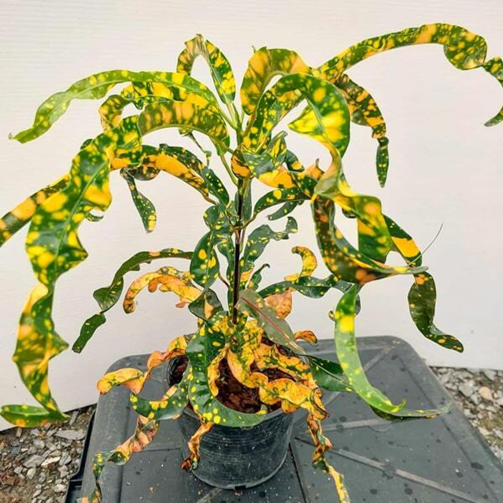 Кротон JAO LAMPANG