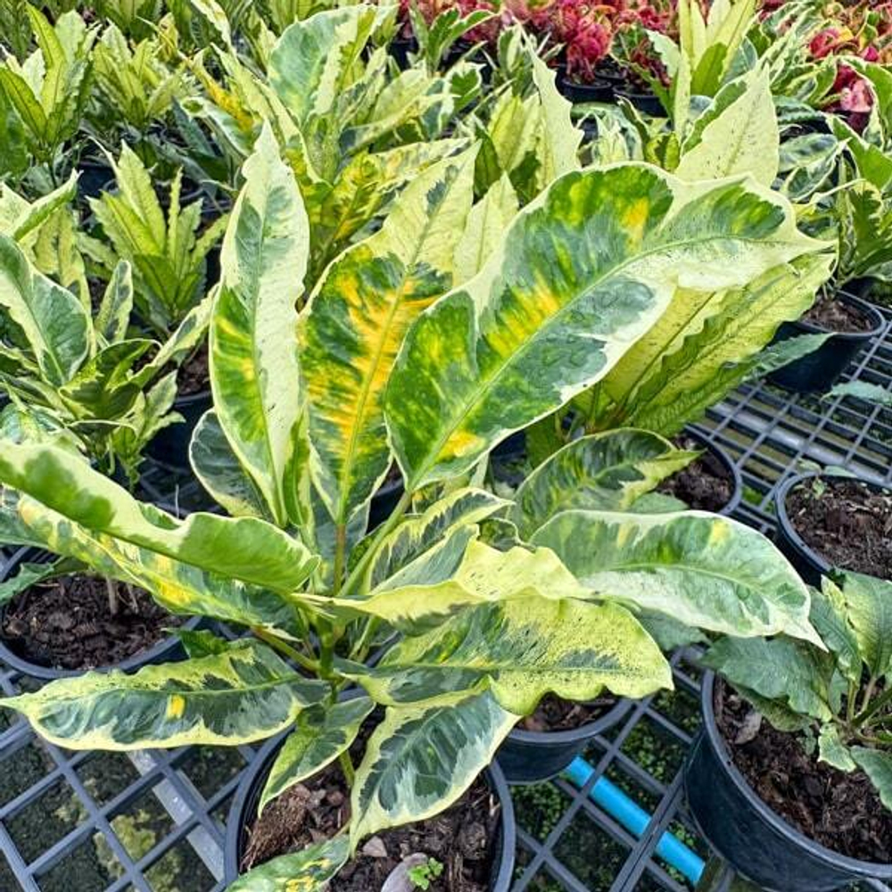Кротон VARIEGATED – DANG (V70)