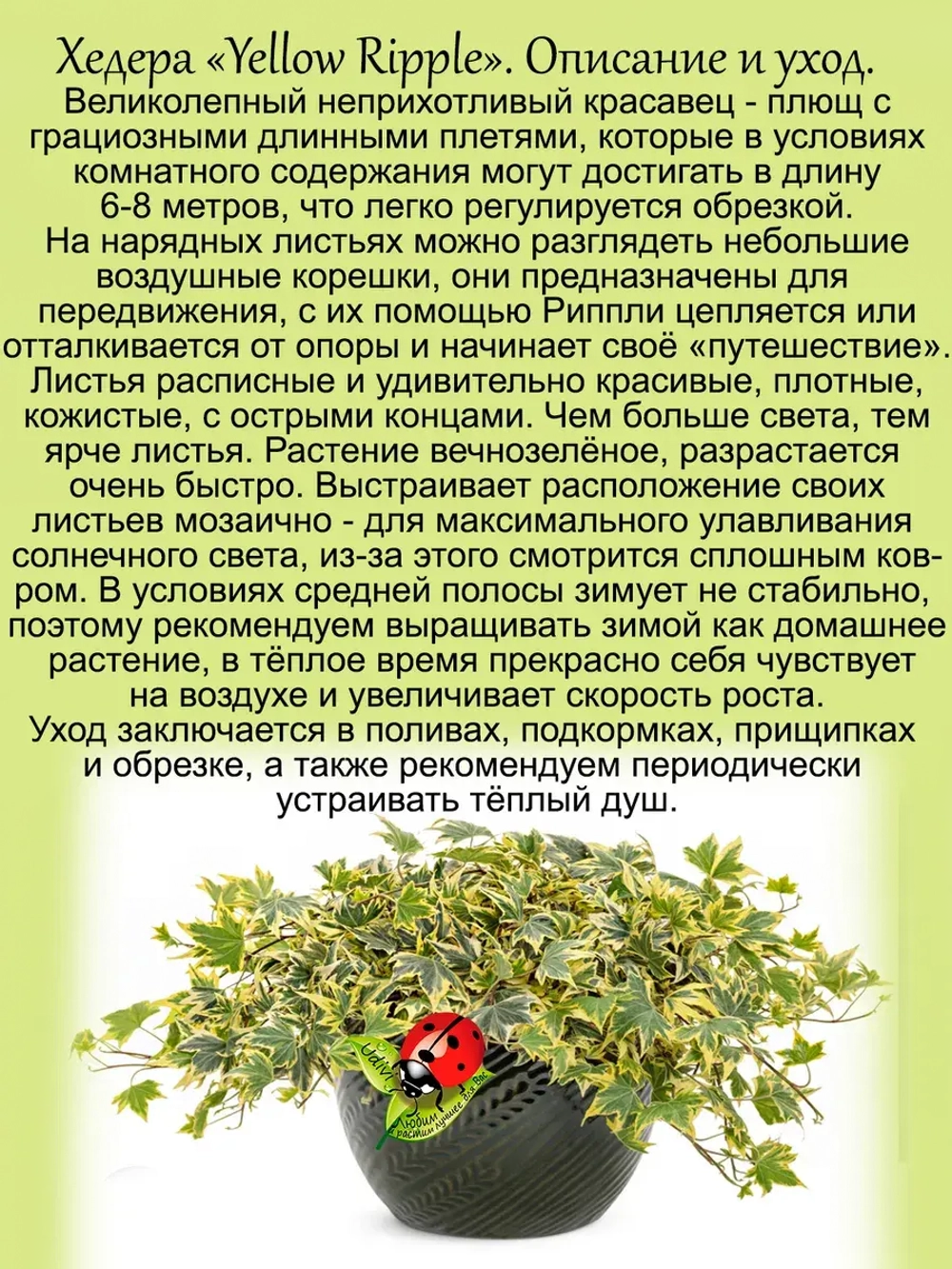 Хедера Еллоу Риппли плющ