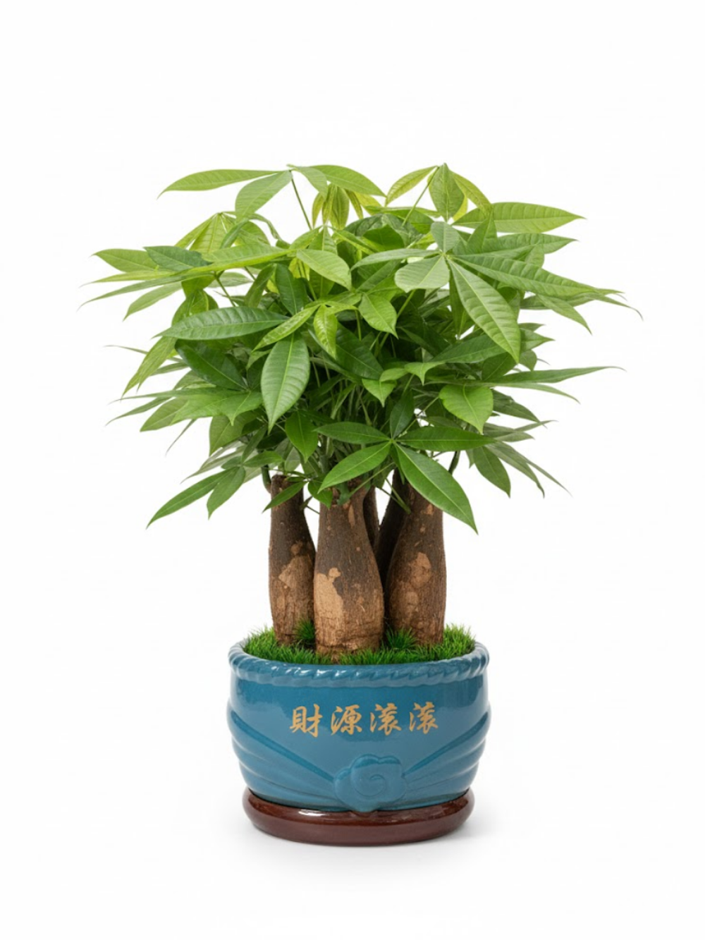 Пахира Five Blessings керамический