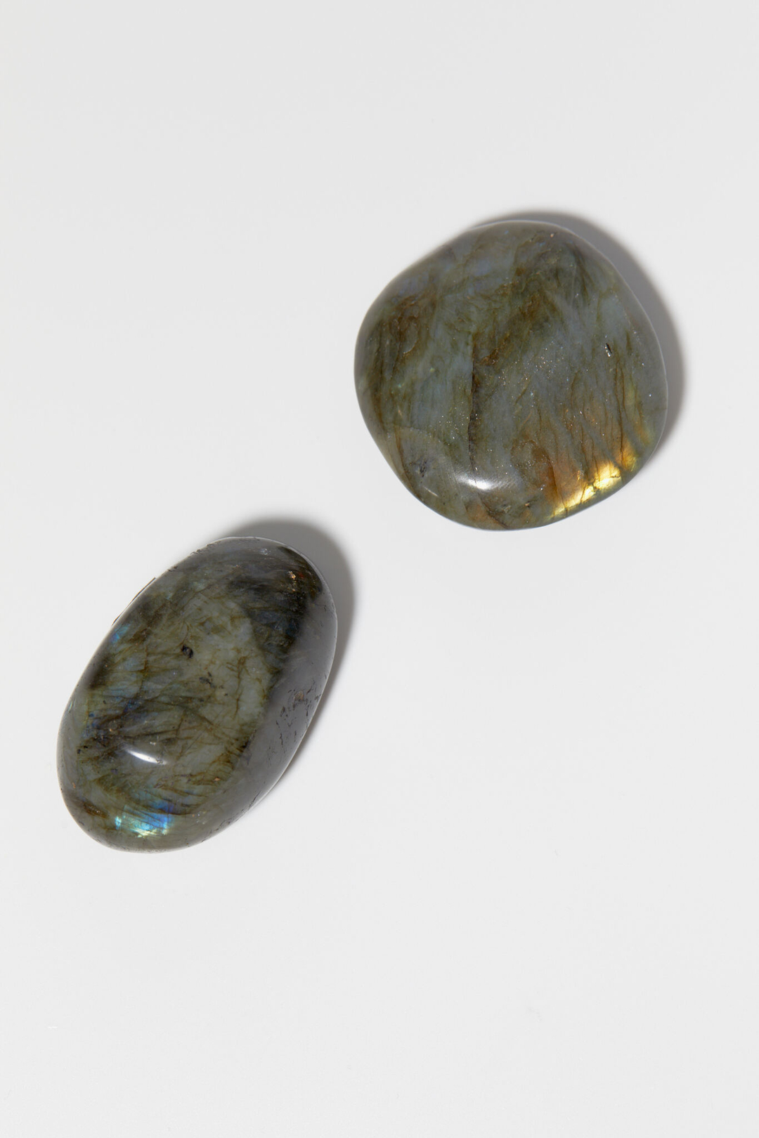 Лабрадор палмстоун M